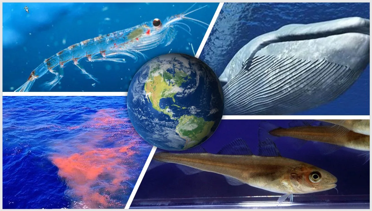 Illustration of the ocean, the earth and marine life