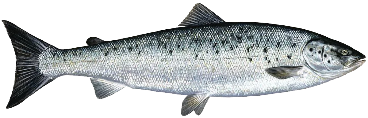 Atlantic salmon